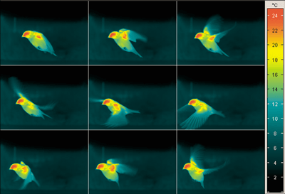 InfraTec ImageIR High-speed thermal image of a flying bird.